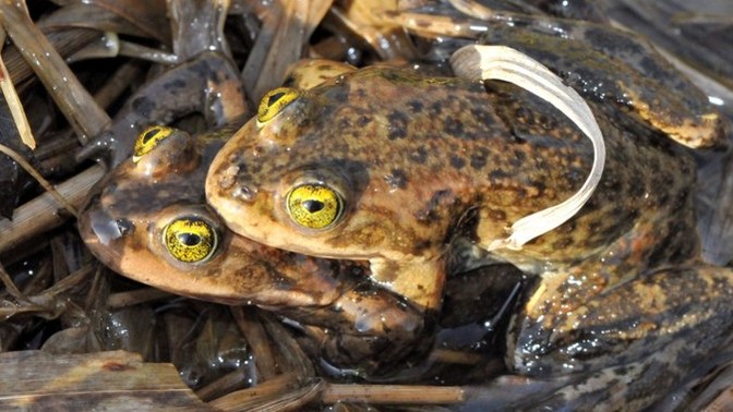 These are two Oregon Spotted Frogs. Does anyone know what they are doing?