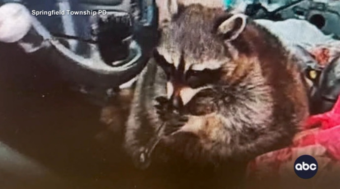 What should the police do when they find a raccoon with a meth pipe during a traffic stop?