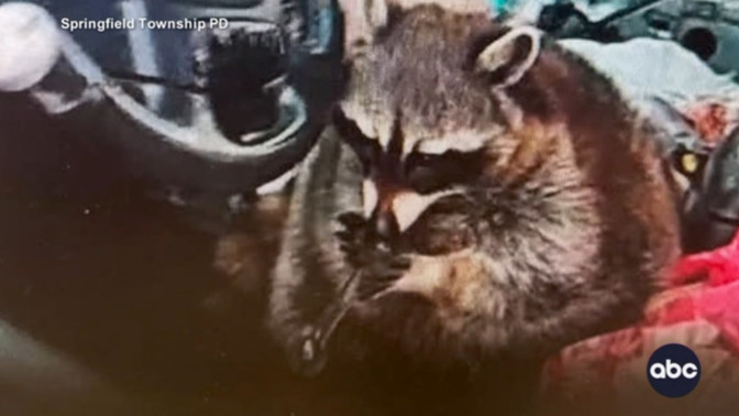 What should the police do when they find a raccoon with a meth pipe during a traffic stop?