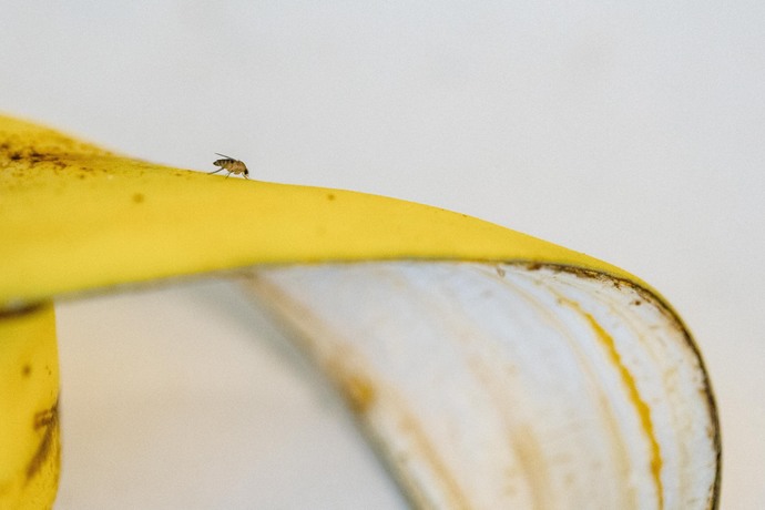 Dirty bananas. Do you wash your bananas before you eat them and once inside your home?