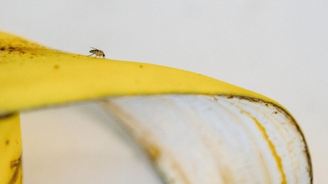 Dirty bananas. Do you wash your bananas before you eat them and once inside your home?