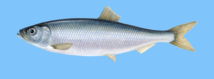 Herring dishes, which would you eat?