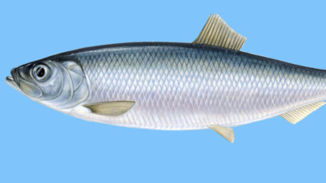 Herring dishes, which would you eat?