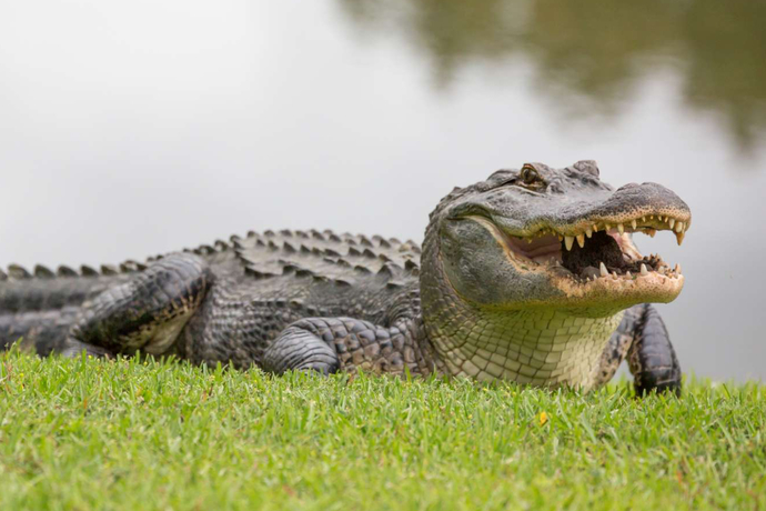 If you could pick 1 animal to talk, what animal would it be?