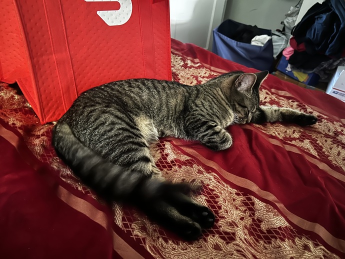 Doesn’t my kittty look adorable?