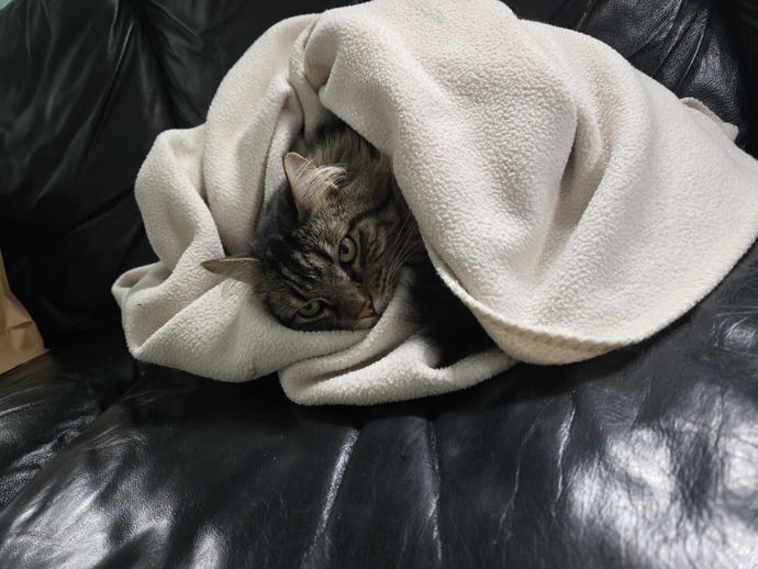 Doesn’t my kittty look adorable?