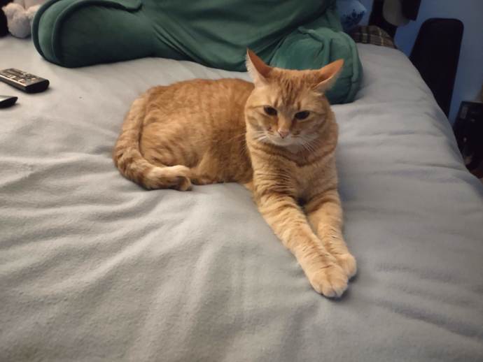 Doesn’t my kittty look adorable?