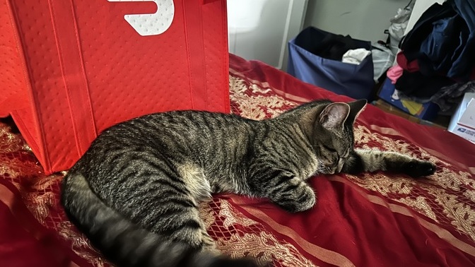 Doesn’t my kittty look adorable?