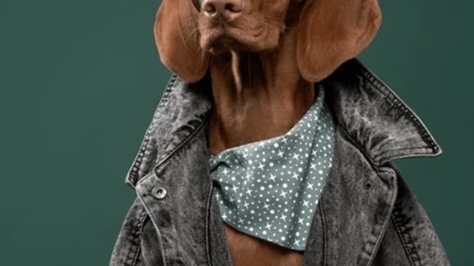 If your pet suddenly became human, what’s the first thing you think they’d yell at you about?