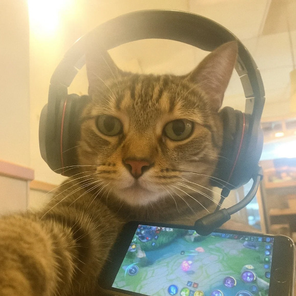 How do you deal with your jealous cat?