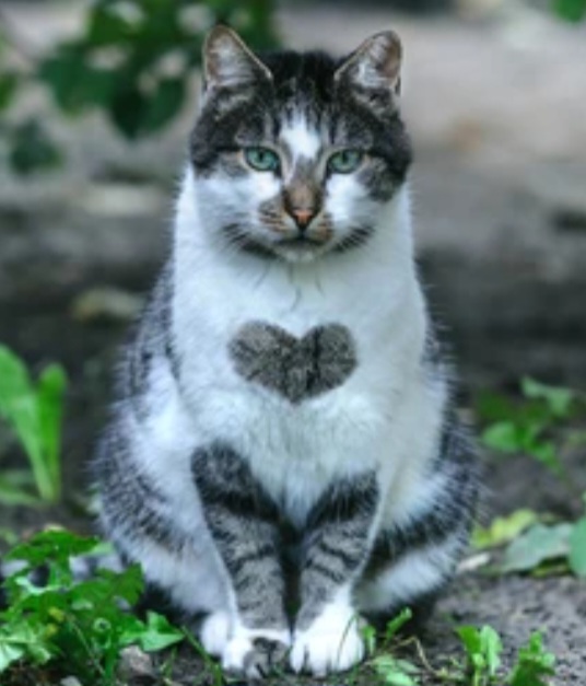 Which Type of Pussy Do You Prefer?