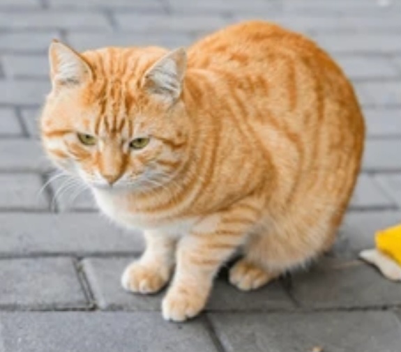 Which Type of Pussy Do You Prefer?