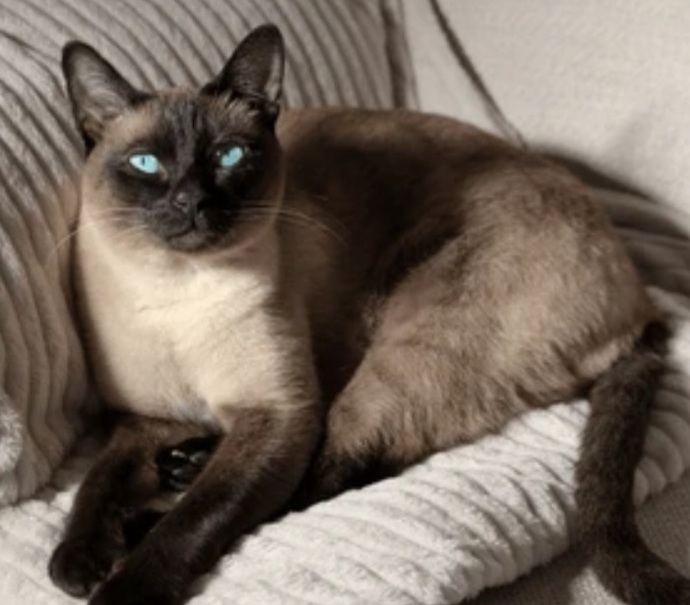 Which Type of Pussy Do You Prefer?