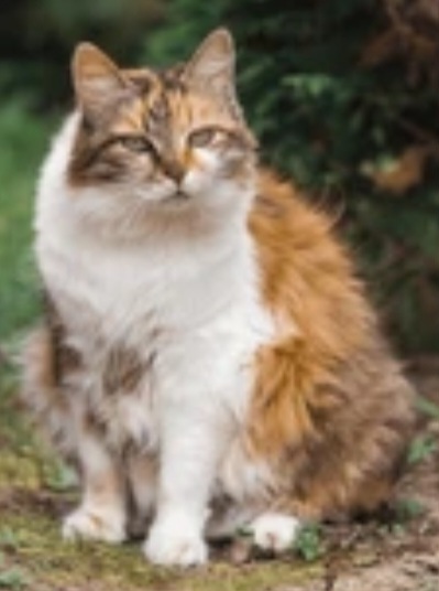 Which Type of Pussy Do You Prefer?