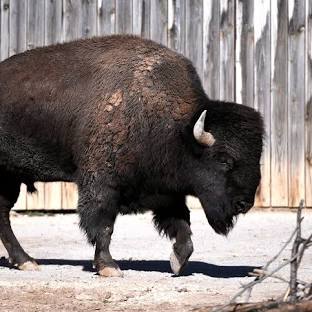 Who’s seen a bison?