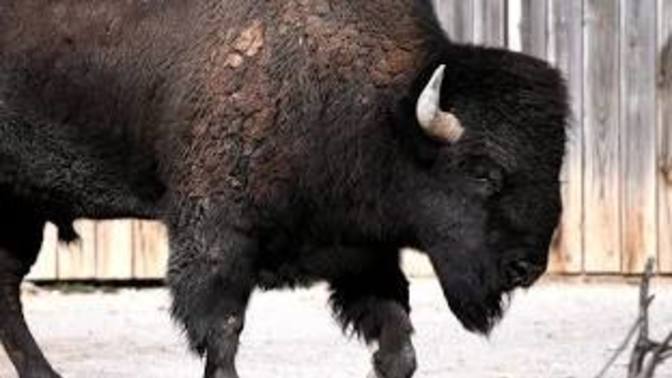 Who’s seen a bison?