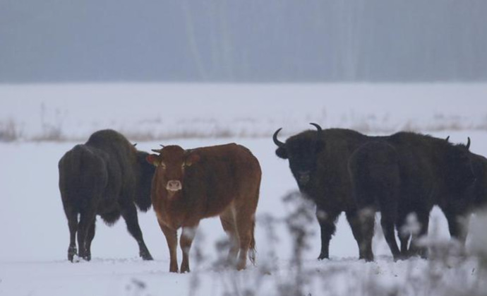 Who’s eaten a bison?