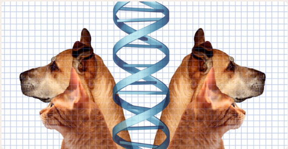 Would you clone your pet?