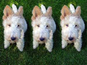 Would you clone your pet?