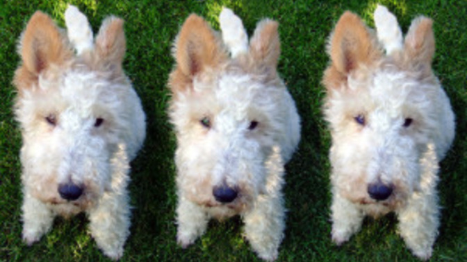 Would you clone your pet?