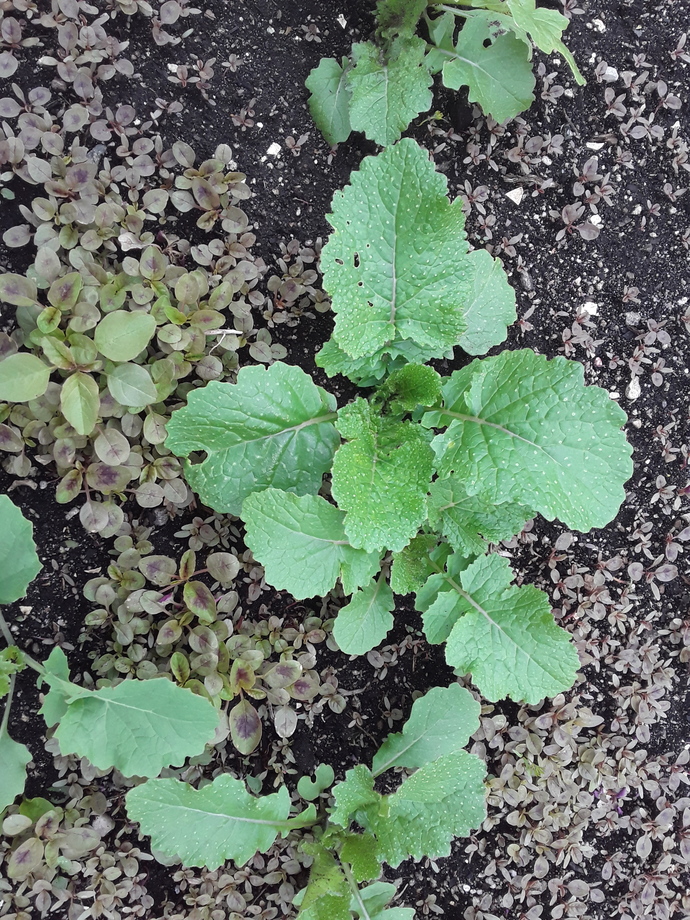 Collard
