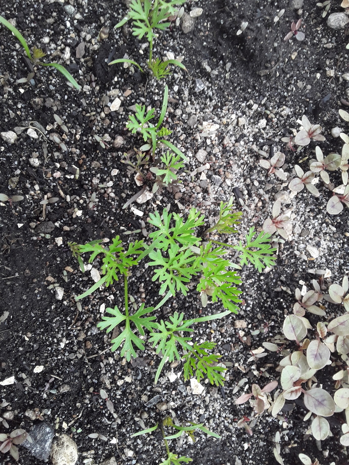 Carrots