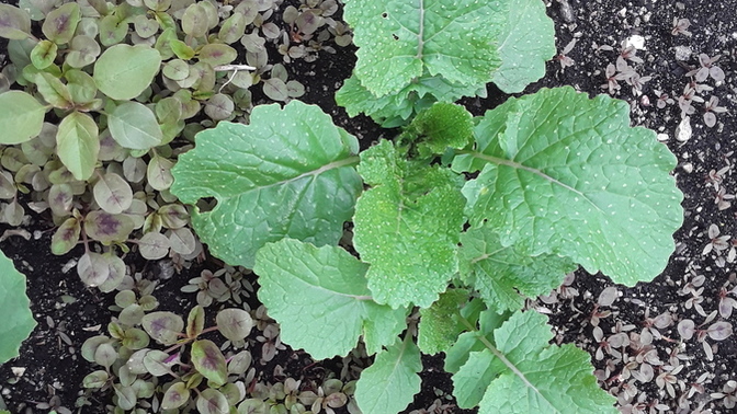 How are your gardens going?
