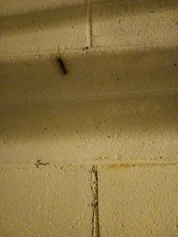 What would you do if you saw this inside your house?
