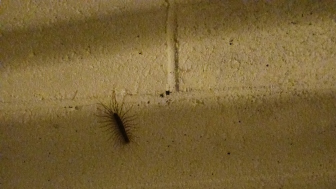 What would you do if you saw this inside your house?