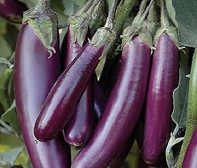 Which out of these is your favourite vegetable ?