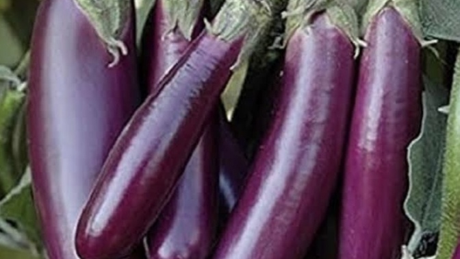 Which out of these is your favourite vegetable?