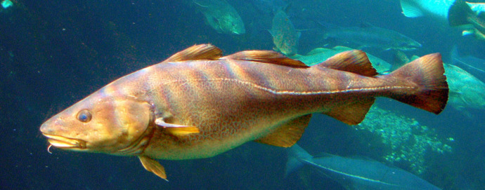 Cod dishes, do you like cod?