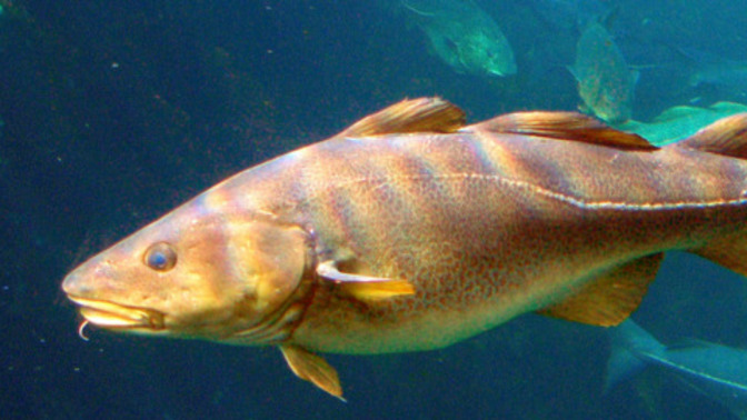 Cod dishes, do you like cod?