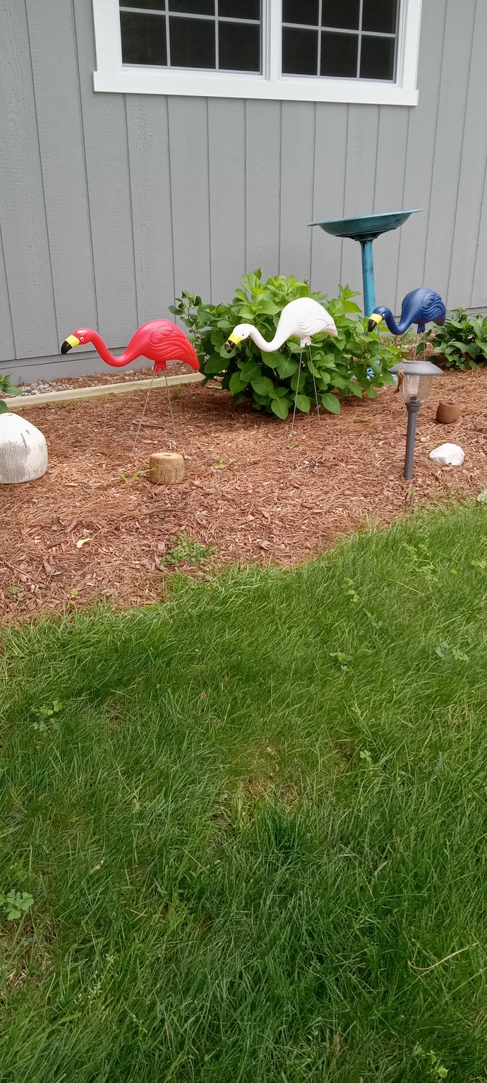 Are plastic flamingoes tacky?