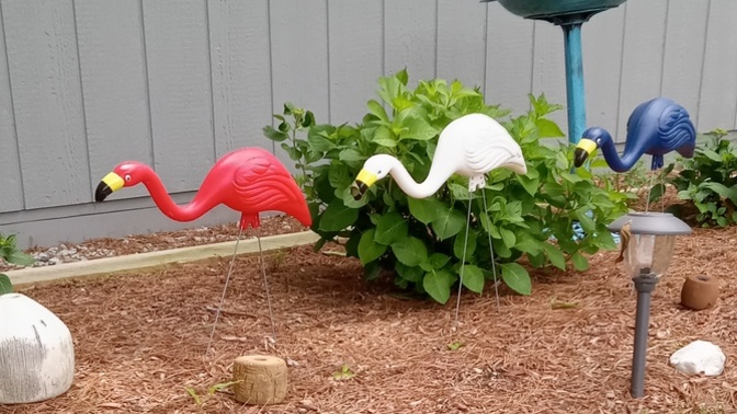 Are plastic flamingoes tacky?