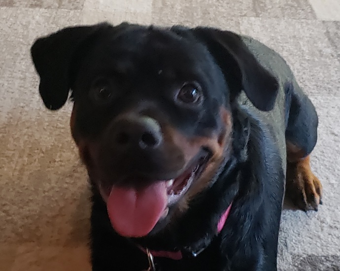 Are you a dog or cat person?