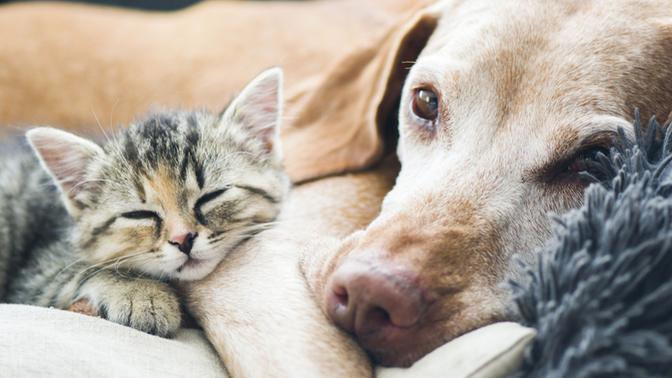 Are you a dog or cat person?