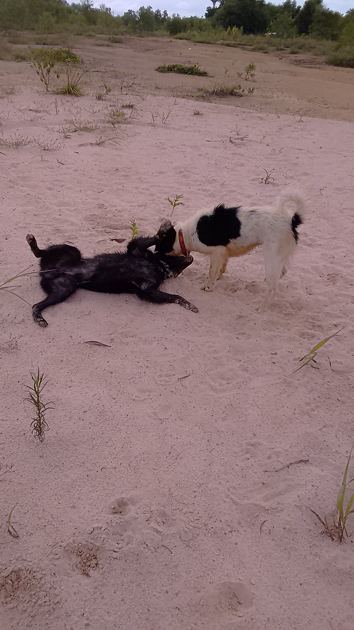 Do you think dogs actually feel joy, or do people seem to anthropomorphize them?