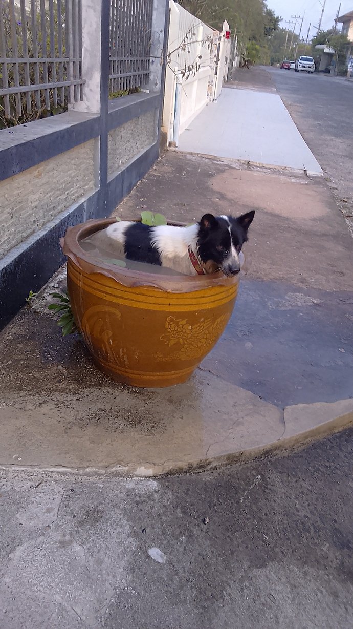 Do you think dogs actually feel joy, or do people seem to anthropomorphize them?