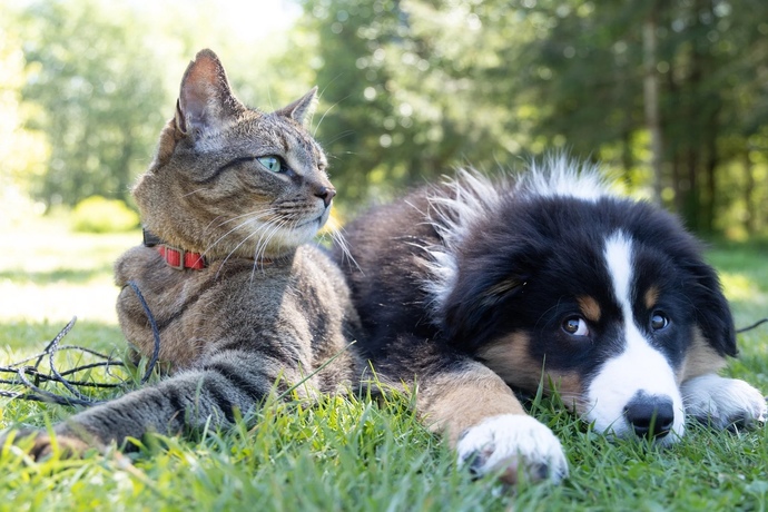 Do you prefer cats or dogs?