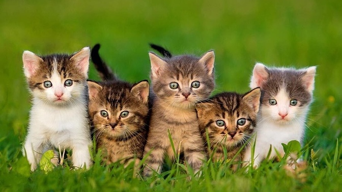 Do you prefer cats or dogs?
