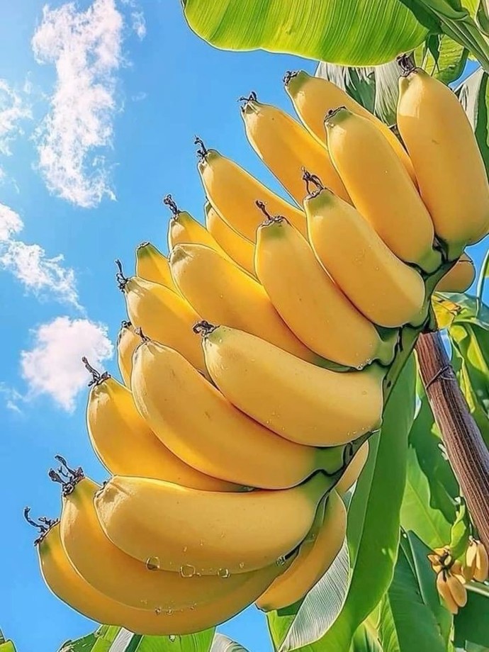 What is the thing you pluck from its branch and eat?