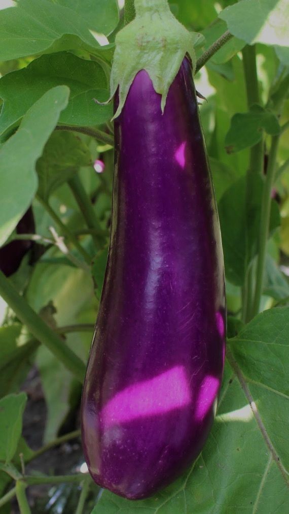 What is the thing you pluck from its branch and eat?