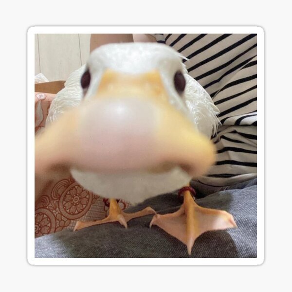 Finish this sentence: Ducks are _______?