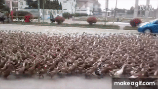 Finish this sentence: Ducks are _______?