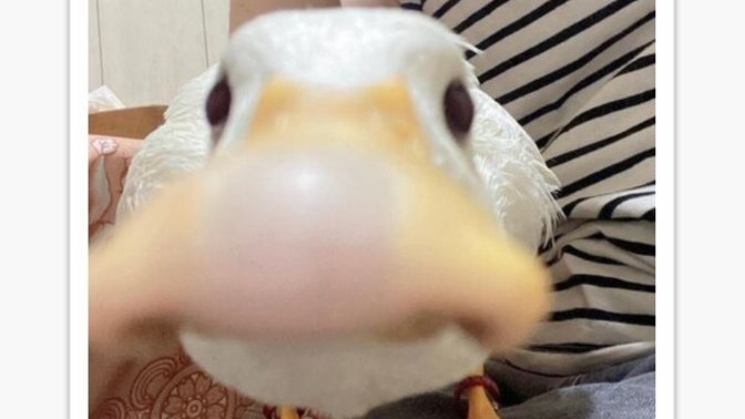 Finish this sentence: Ducks are _______?