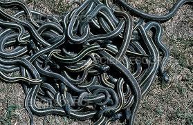 What are your snake encounters?