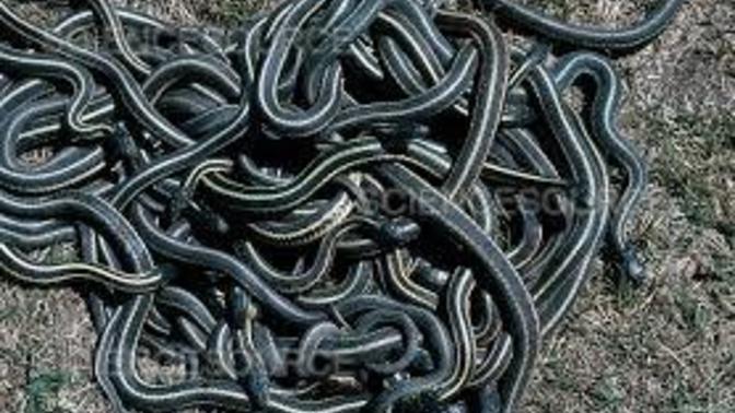 What are your snake encounters?