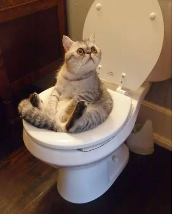 Are your cats wiseacres or little shits?
