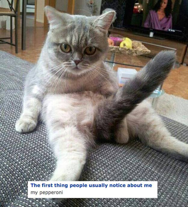 Are your cats wiseacres or little shits?